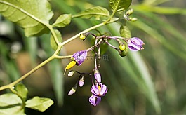 花冠,開花,花