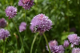 蜜蜂,細香蔥,花