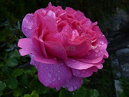 鮮花,粉色,宏