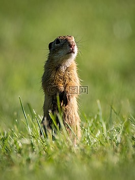 地鼠般,spermophilus citellus,嚙齒動物