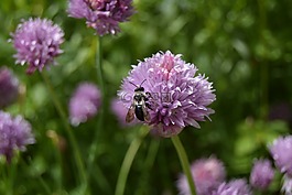 蜜蜂,細香蔥,花
