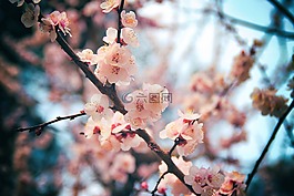 樱花盛开,大邱,木材