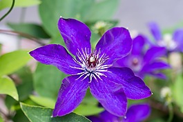 铁线莲,中提琴,花