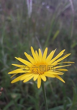 鮮花,黃色,自然