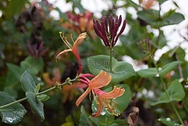 花,金銀花,花園
