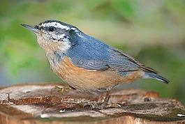 五十雀,鳥,野生動物