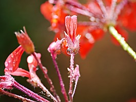 紅色,花卉,雨