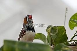 斑胸草雀,鸟,动物世界