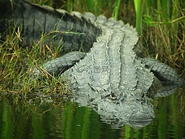 鱷魚,水,尋找