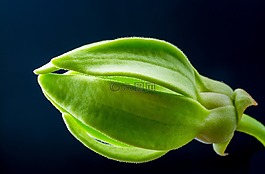 梅花,開花,花