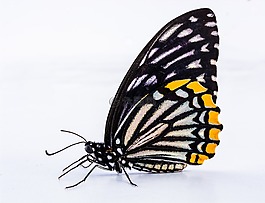 蝴蝶,昆蟲,關(guān)閉
