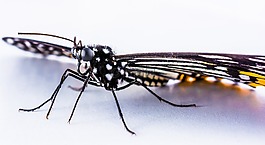 蝴蝶,昆蟲,關(guān)閉