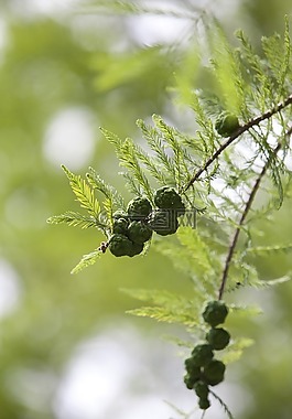 meta 紅杉,水果,meta的信息的水果