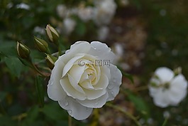 粉色,白,鮮花