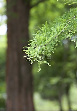 meta 红杉,植物园,木材