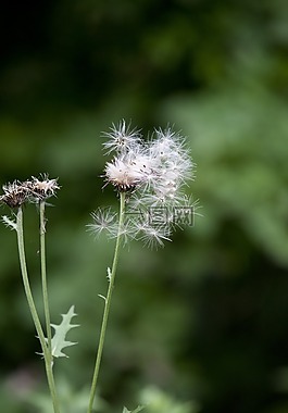 種子,薊,植物園