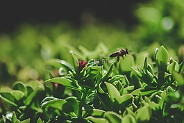 蜜蜂,綠色,大自然