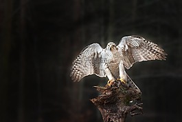 鳥,鷹,鷙鳥