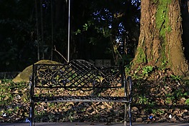 銀行,樹(shù),懷舊