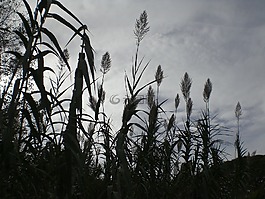 草,喪,halme