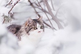 貓,tomcat的,冬天