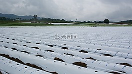 萵,字段,村