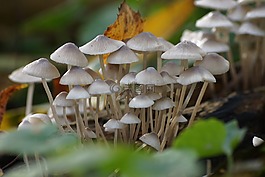 自然,菌類,蘑菇
