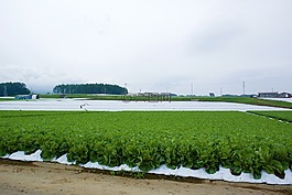 萵,字段,村