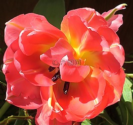 郁金香,花,春天