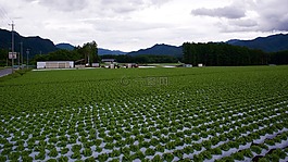 萵,字段,村