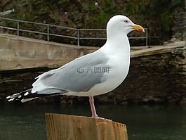 海鷗,盧港,康沃爾郡