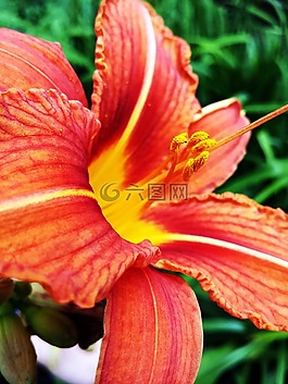花,紅色,荊棘
