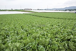 萵,字段,村