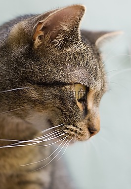 貓,眼,動物