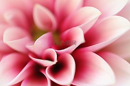 花,粉紅色的花,工廠