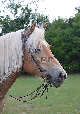 马,haflinger,母马