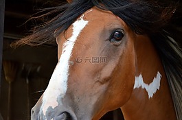 馬,pferdeportrait,安達(dá)盧西亞之四的馬