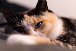 貓,貓的,動物