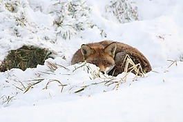 狐貍,冬天,雪
