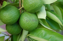 檸檬,綠色,水果
