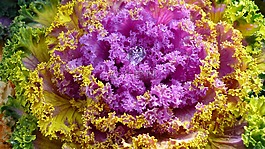 zierkraut,厂,美妙的