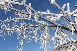 雪,覆蓋,樹
