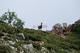 羚羊,山,動(dòng)物