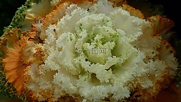 zierkraut,廠,內(nèi)