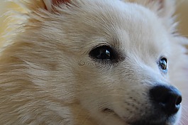 狗,白,鋪設