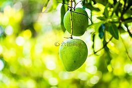 芒果,芒果樹,水果
