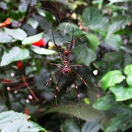 蜘蛛,web,昆蟲(chóng)