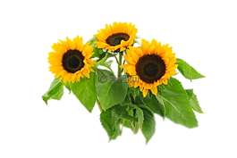 太陽(yáng)花,秋季,靜物