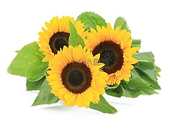 太陽花,秋季,靜物