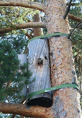 松,蜜蜂,bortniki